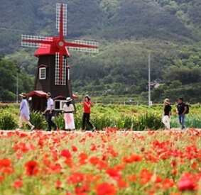 경상도 꽃축제