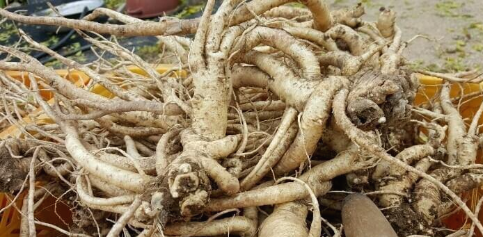 도라지(도라지차, 도라지청) 효능 9가지 및 부작용과 주의사항