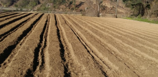 고추심기(고추 심는시기, 파종시기, 심는간격, 심는방법) 고추키우기 총정리!
