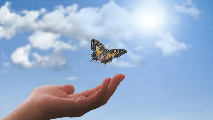 손에서-하늘로-날아가는-나비-모습