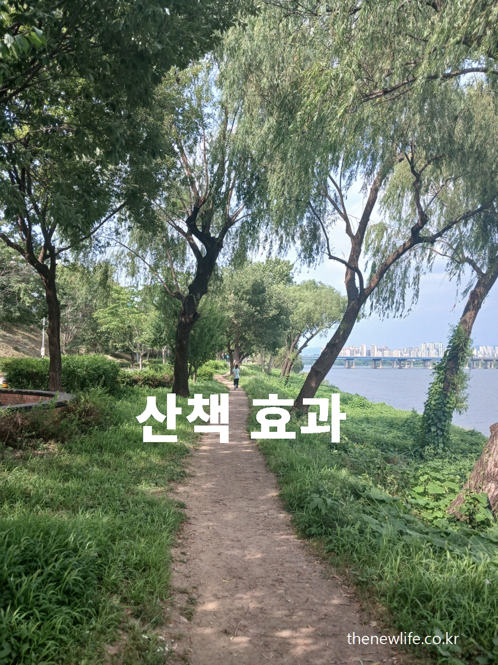 A lush green riverside walking path in summer, with tree shade, a dirt trail, and a view of Seoul's skyline across the river.-서울 강변의 흙길 산책로. 짙은 녹음과 한강 풍경이 어우러진 여름철 걷기 명소 이미지.