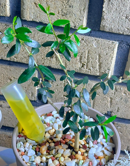 올리브 나무 수형