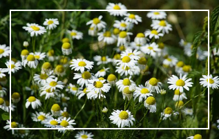 불면증에 좋은 음식