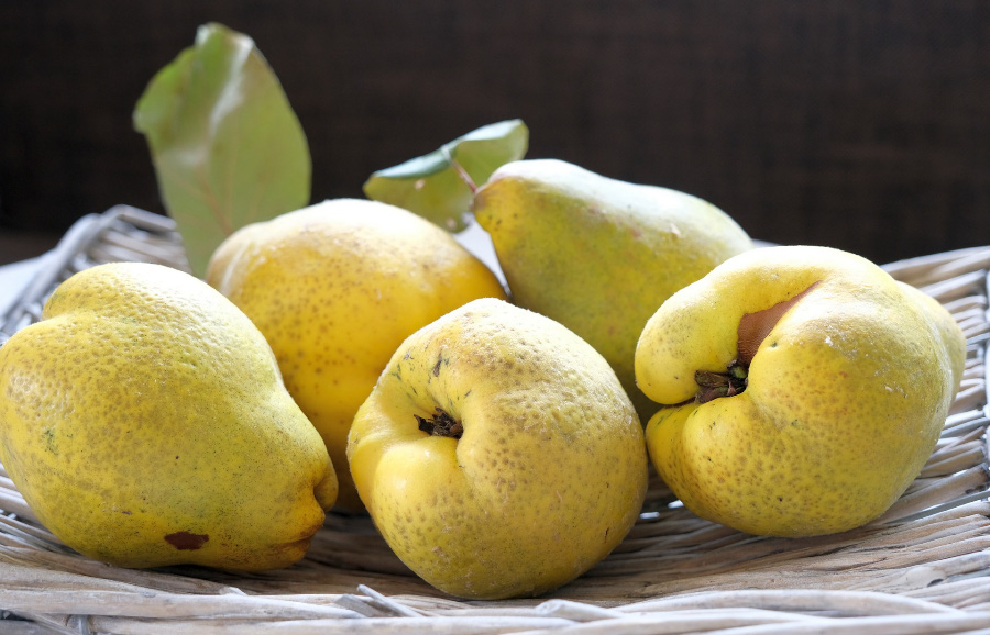 야생에서 채취를 한 모과를 깨끗하게 세척을 한 후에 스티로폴 깔판 위에 5개를 놓아두고 찍은 사진