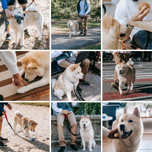 강아지 산책 시간과 횟수, 계절별 적정 기준 – 초보 집사를 위한 산책 가이드