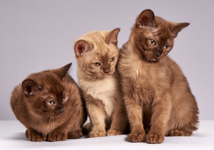 귀여운 고양이들