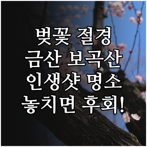 금산 벚꽃 여행 명소 보곡산꽃마을 금..