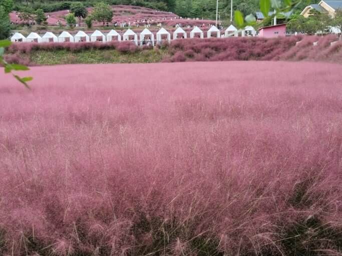 2025 고창 핑크뮬리축제- 일정, 맛집, 교통편 사진
