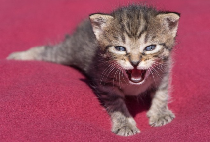 우는 새끼 고양이.