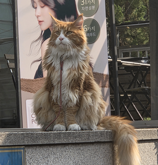 짱귀여운 고냥이