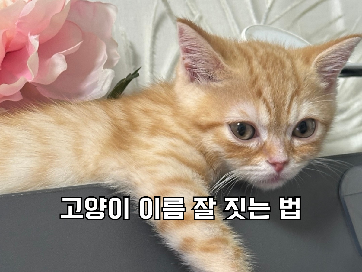 블로그 포스팅 대표 이미지. '고양이 이름 잘 짓는 법' 텍스트 배경으로 주황색 고양이가 늘어지게 누워서 쳐다보고 있다