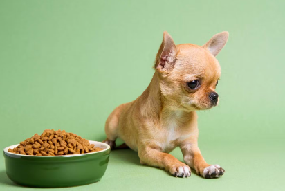 식욕부진의 치와와 원인.