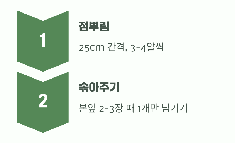 씨앗 심기&amp;#44; &amp;#39;점뿌림&amp;#39;과 &amp;#39;솎아주기&amp;#39;의 중요성
