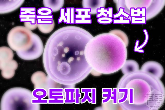 오토파지 단식 다이어트 오토파지주스 만드는법