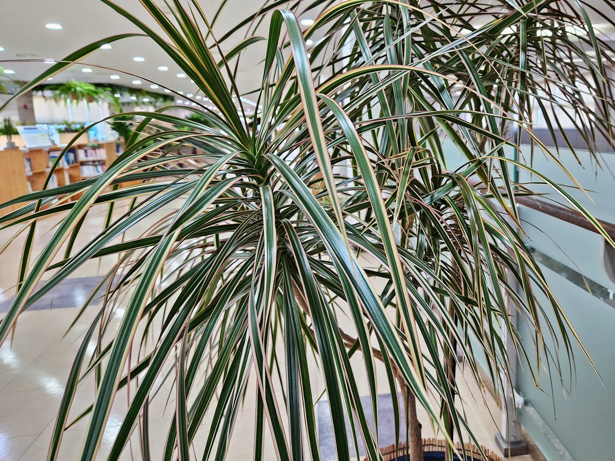 드라세나 마지나타 트리컬러