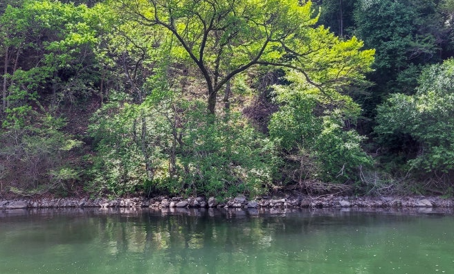 화천 산소길 나무