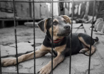 우울한 강아지/출처:어도비스톡