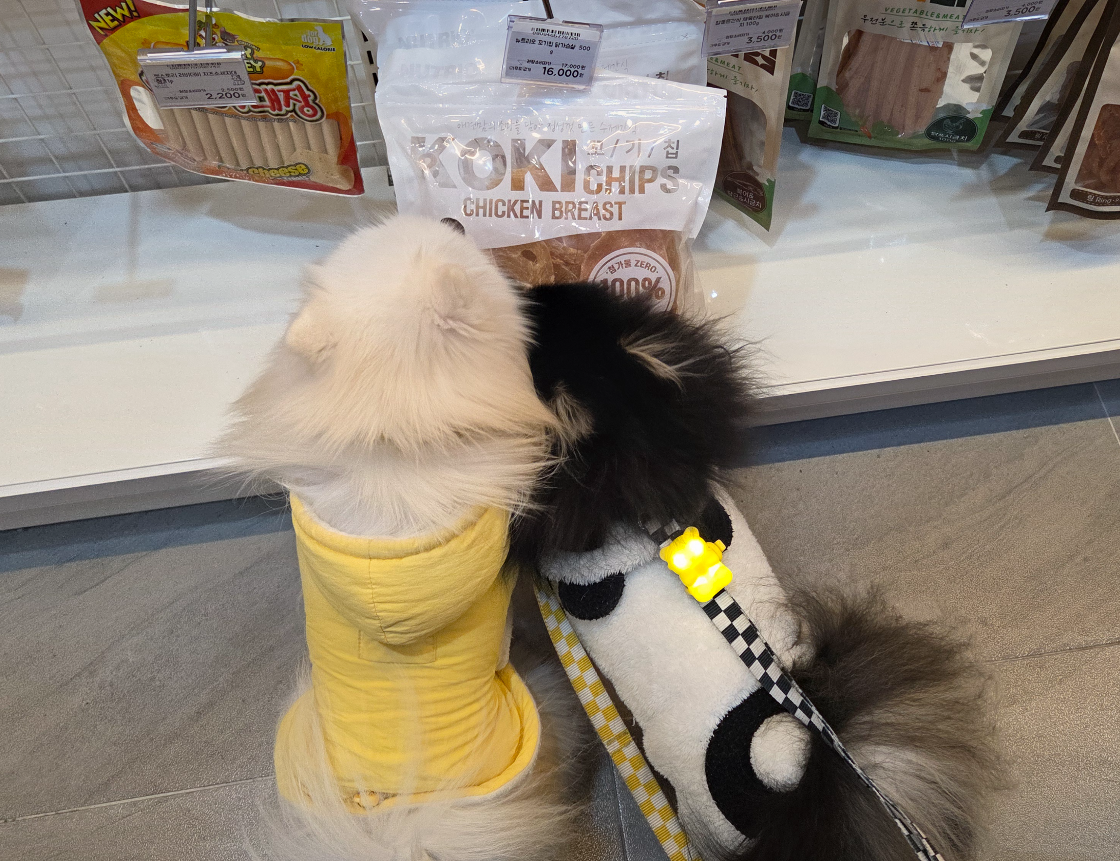 간식이 먹고 싶은 하콩&amp;달콩