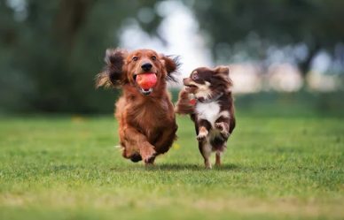 사과와 강아지 사진/출처:어도비스톡