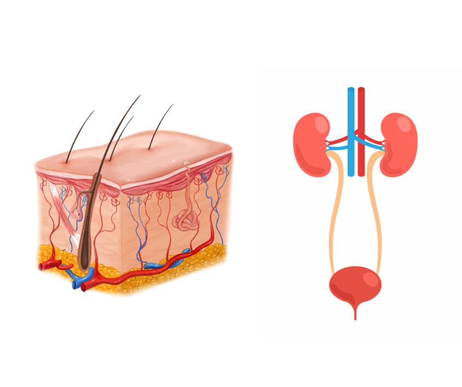 어성초 효능 두피건강 및 이뇨작용