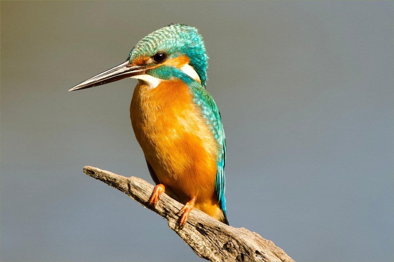 메가커피 창업비용