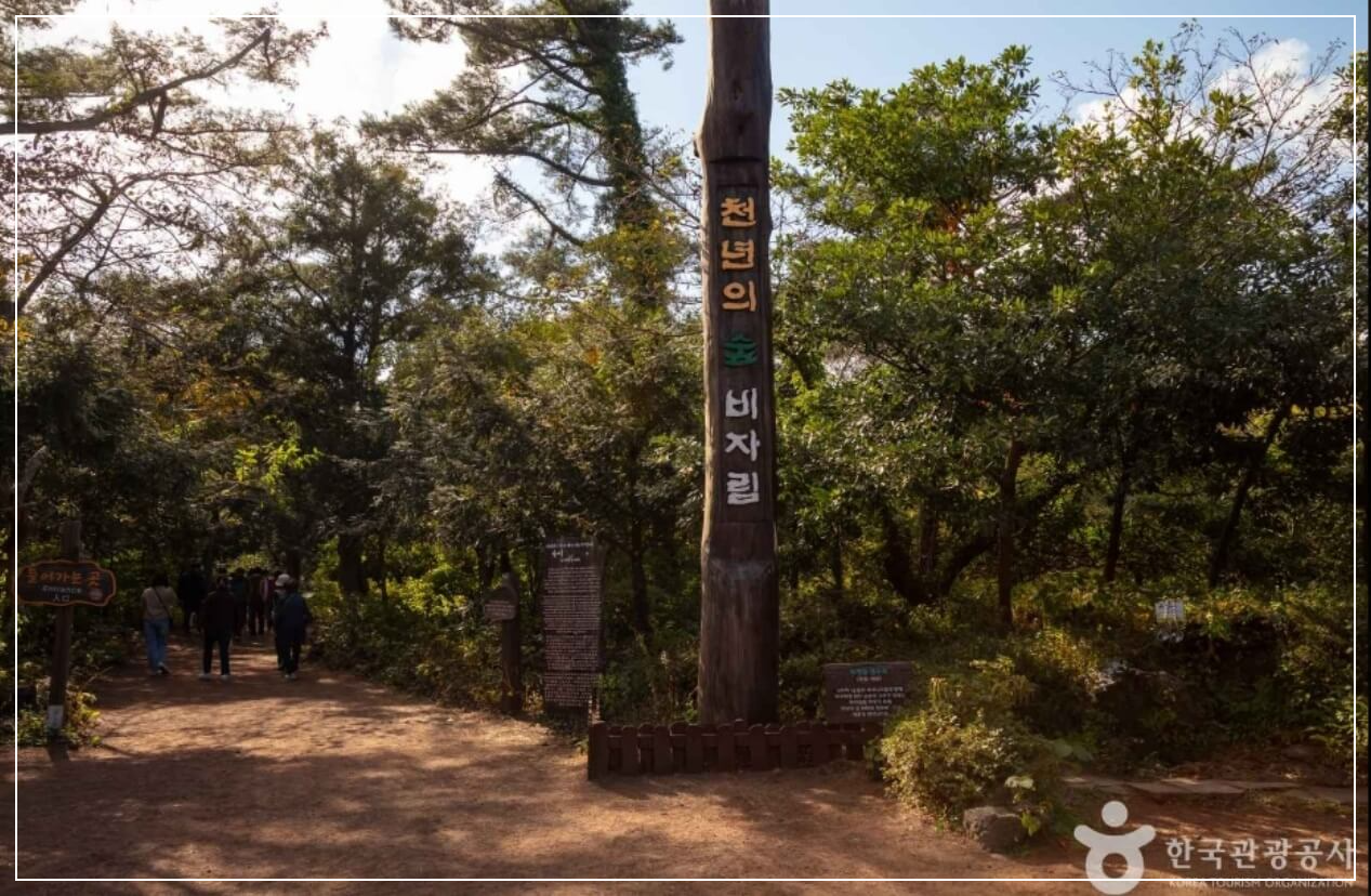 제주도 가볼만한곳 베스트10 비자림