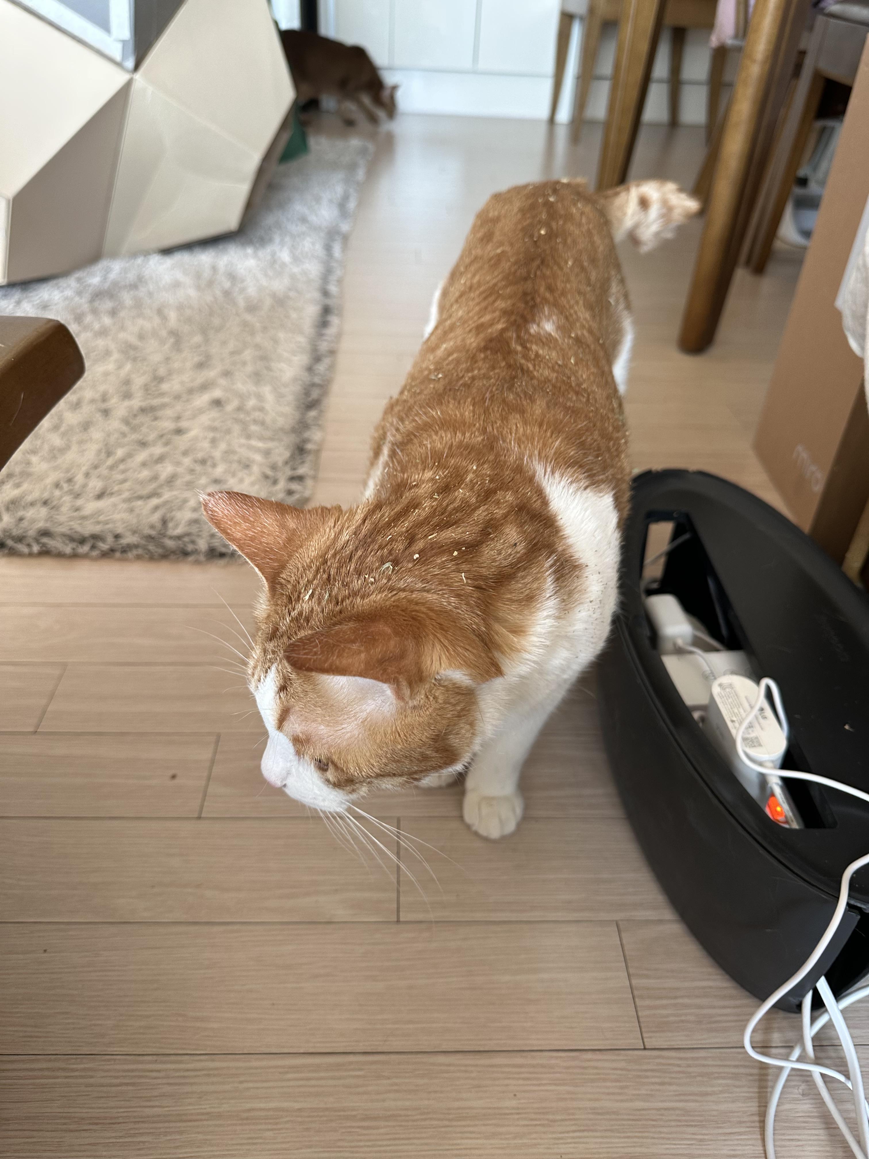 캣닢파티! (feat.냥냥이들이 즐거울수록 집사는 일이 많아진다)