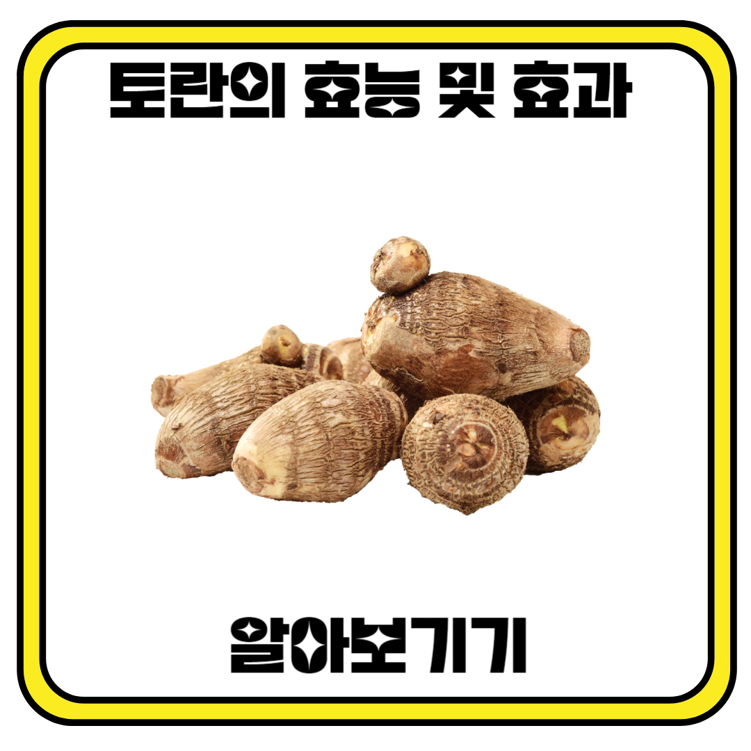토란의 효과 및 효능