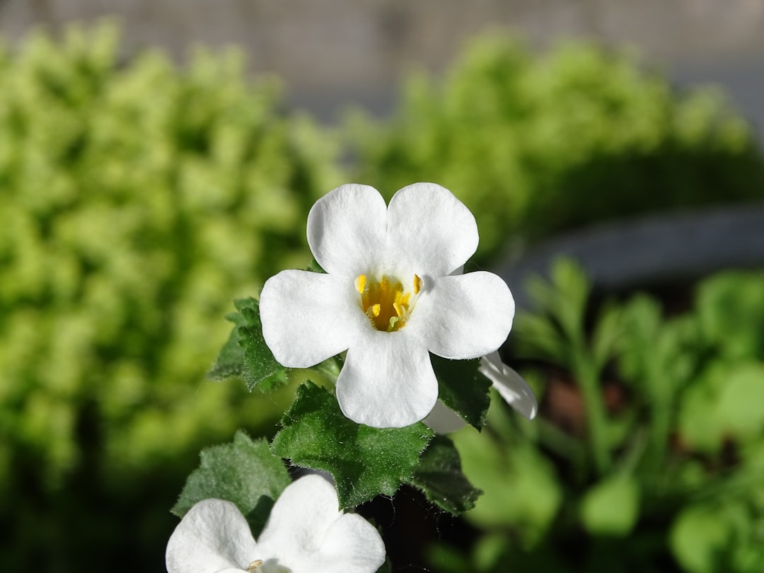 Bacopa