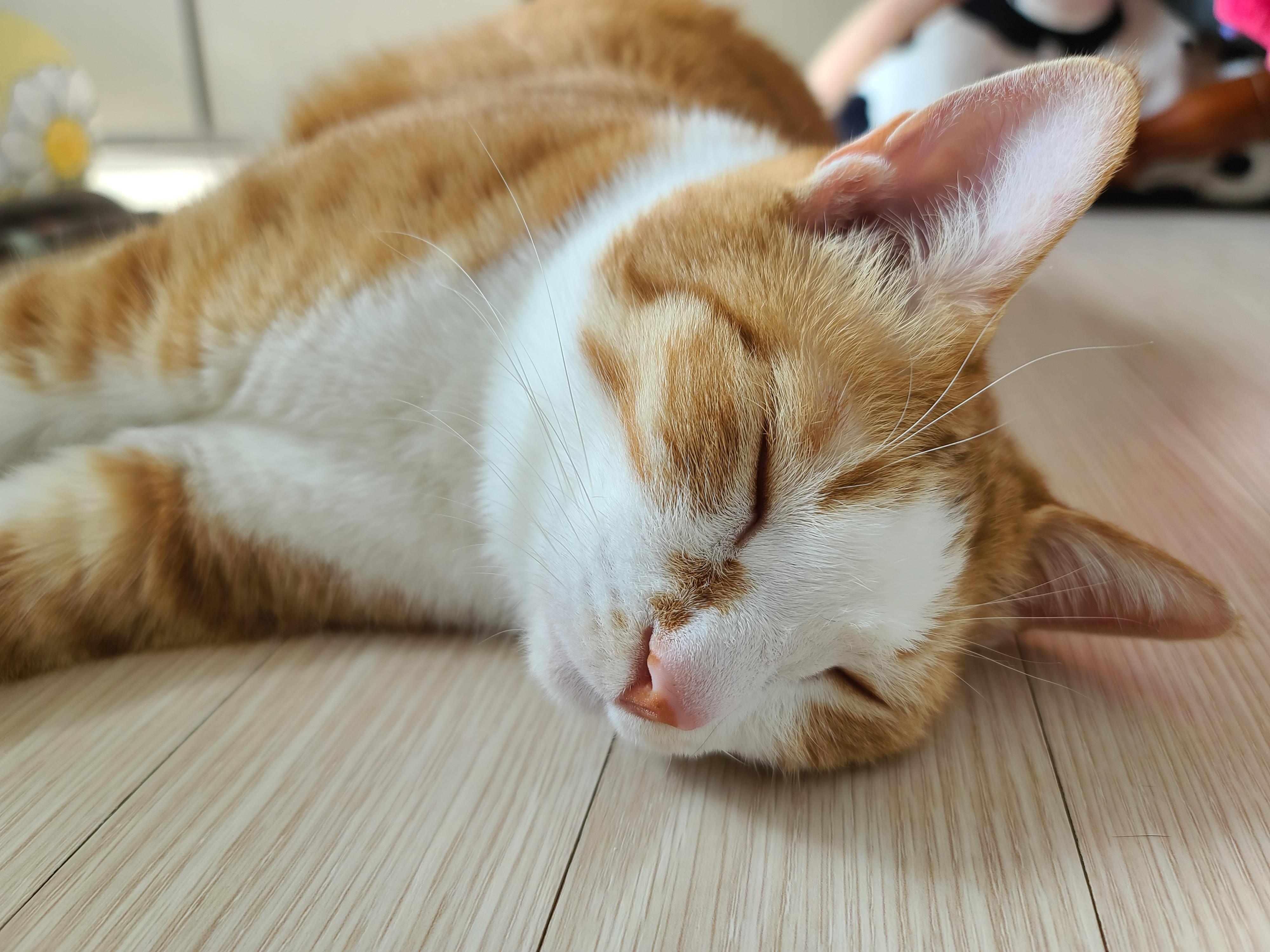 버리려고 하면 잘 써주는 청개구리 같은 고양이들 (feat.귀여운호야)