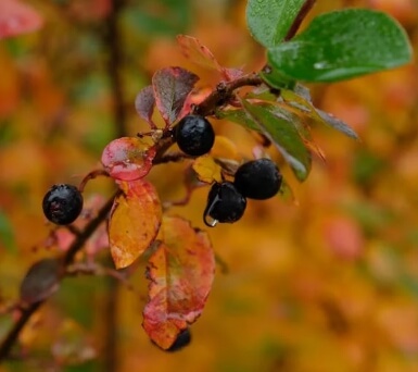 아로니아 먹는 가장 좋은 방법