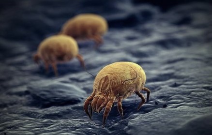 집먼지 진드기 알레르기 증상