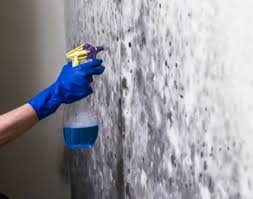 천연곰팡이제거제