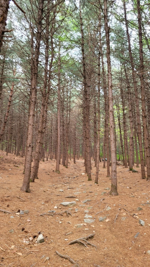 금병산