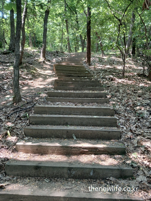 Wooden stairs embedded in forest trail &ndash; good for stair climbing workout and calorie burn-숲속 흙길에 설치된 나무 계단 &ndash; 칼로리 소모에 좋은 계단 운동 코스