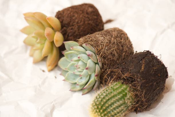 다육이 분갈이 제대로 하는 법과 시기