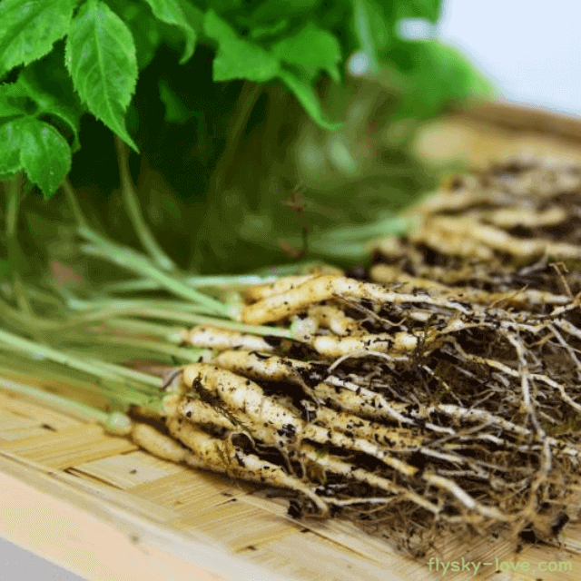 새싹삼, 새싹인삼 효능