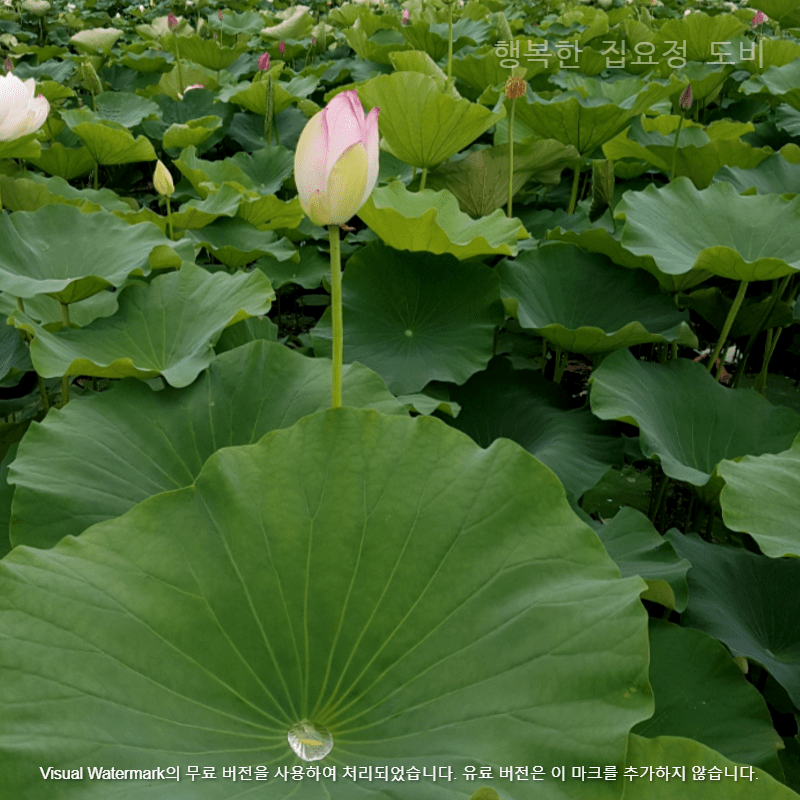 궁남지연꽃축제