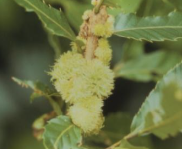 어리상수리혹벌