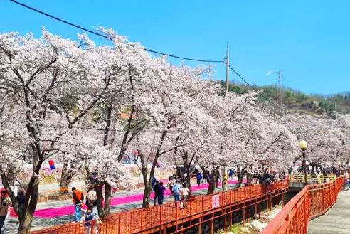 가평 벚꽃
