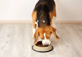 비글/출처:어도비스톡