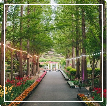 피나클랜드 튤립 이미지 출처: 피나클랜드 홈페이지