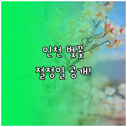 2026년 인천 동구 벚꽃 개화 시기..