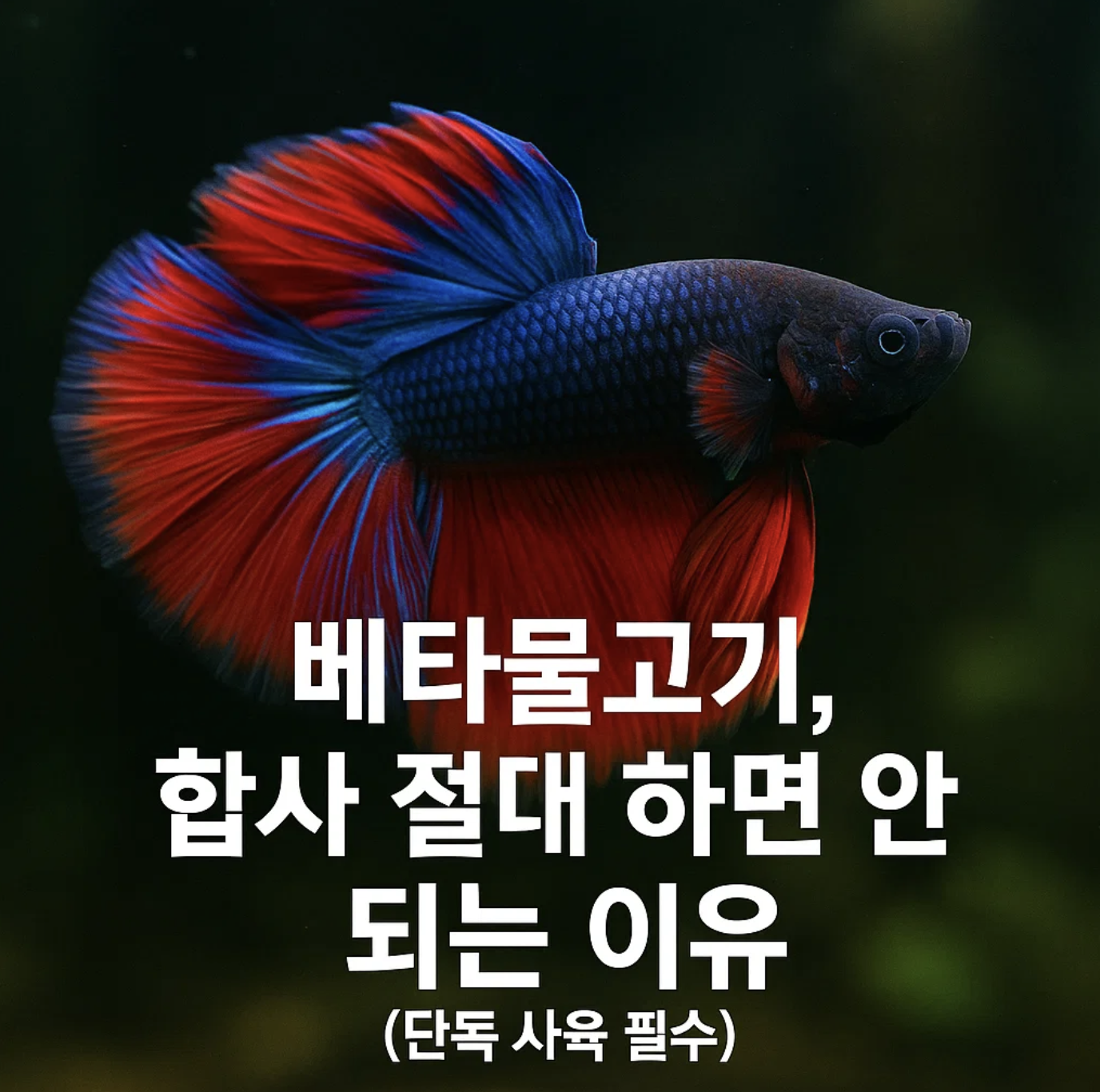 베타물고기, 합사 절대 하면 안 되는 이유 (단독 사육 필수)
