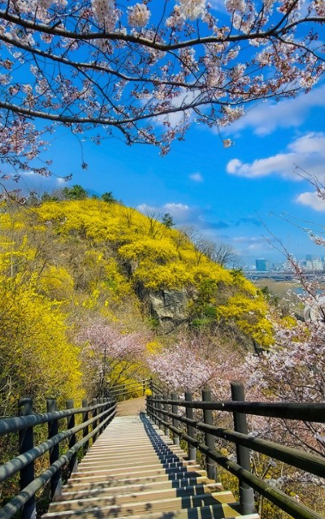 개나리20