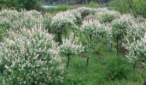 화이트핑크 셀릭스와 플라밍고 셀릭스