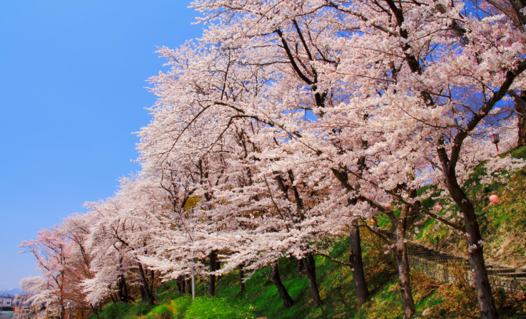 에보시산공원벚꽃-이미지출처-japan-travel