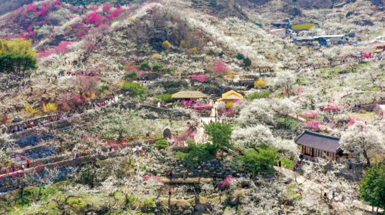 광양 매화축제 기간