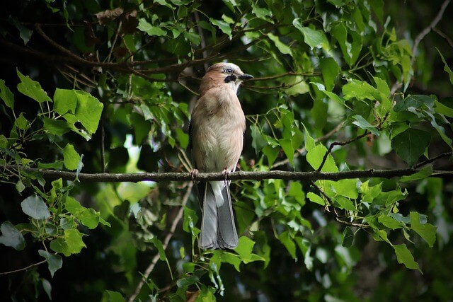 춘천 제이드가든