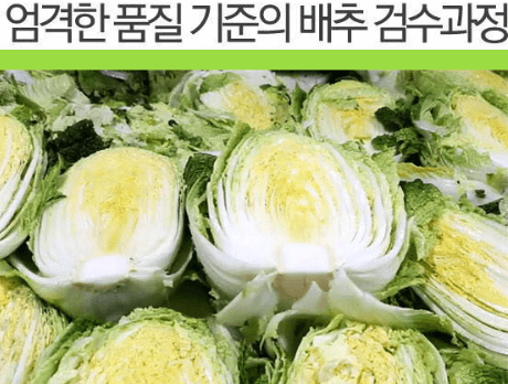 김장 절임 배추 20kg 가격 비교 추천